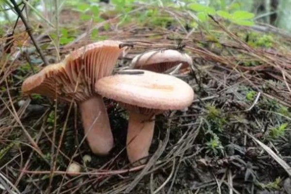 野生菌的种类,大约有250种