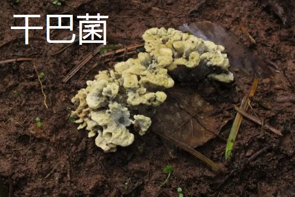 野生菌的种类,大约有250种