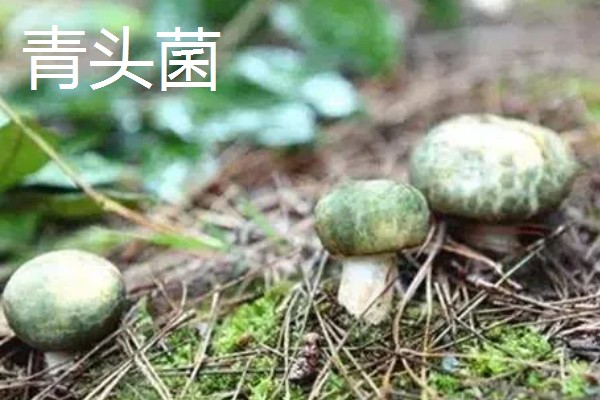 野生菌的种类,大约有250种