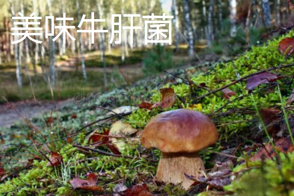 野生菌的种类,大约有250种