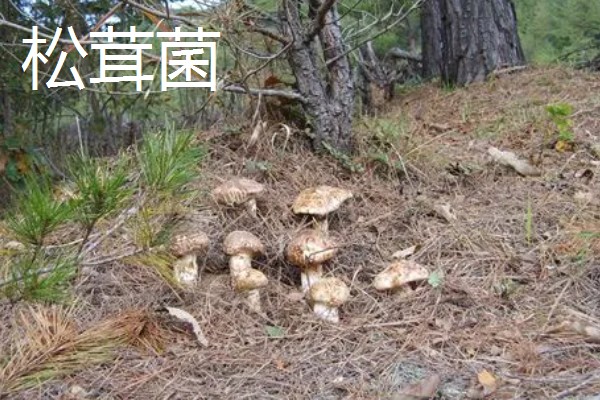 野生菌的种类,大约有250种