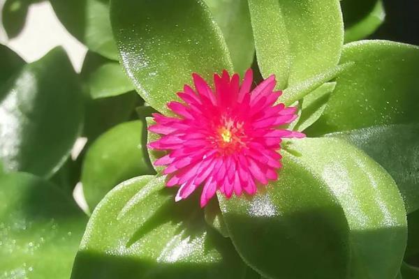 牡丹吊兰如何翻盆,在每年的3-4月份进行