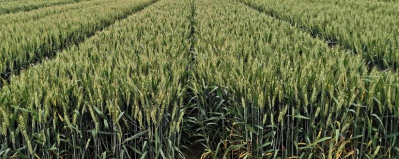 济麦22号品种介绍，高度72cm左右