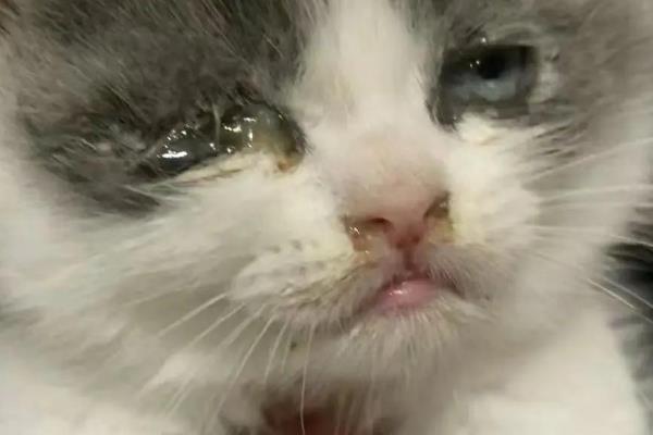 猫鼻支的症状，初期表现为流鼻涕、腹泻等