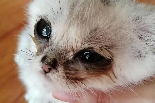 猫鼻支的症状，初期表现为流鼻涕、腹泻等
