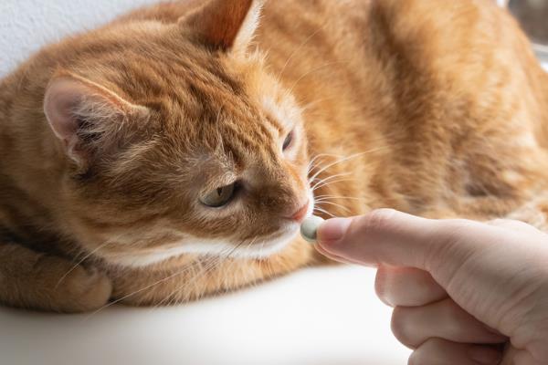 猫鼻支的症状，初期表现为流鼻涕、腹泻等