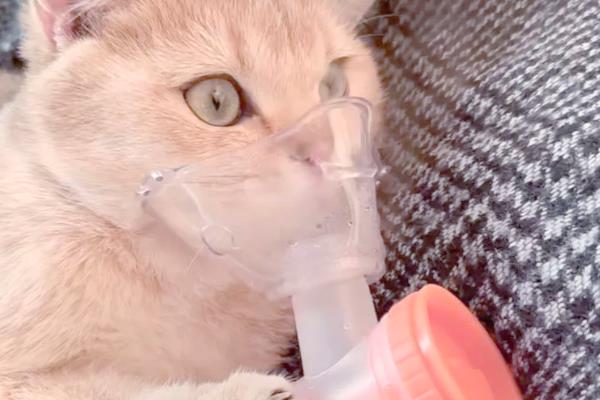 猫鼻支的症状，初期表现为流鼻涕、腹泻等