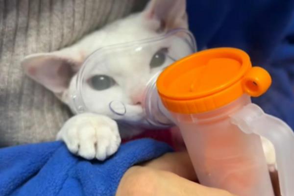 猫鼻支的症状，初期表现为流鼻涕、腹泻等