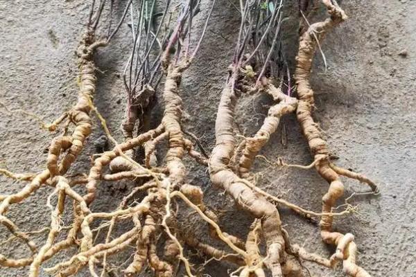 远志如何采收加工，在7-8月份及时收获