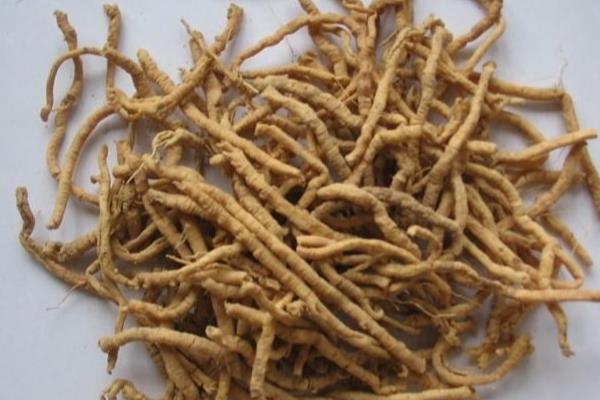 远志如何采收加工，在7-8月份及时收获