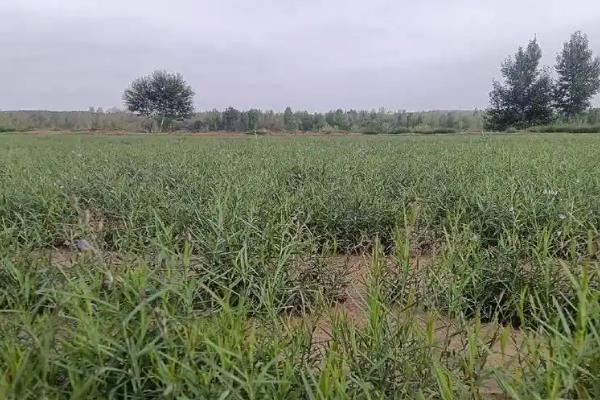 远志如何采收加工，在7-8月份及时收获