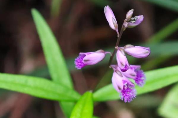 远志如何采收加工，在7-8月份及时收获