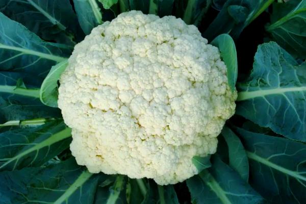 西兰花和花菜分布在哪里，西兰花主产于云南、浙江等省份