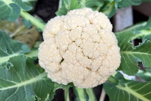 西兰花和花菜分布在哪里，西兰花主产于云南、浙江等省份