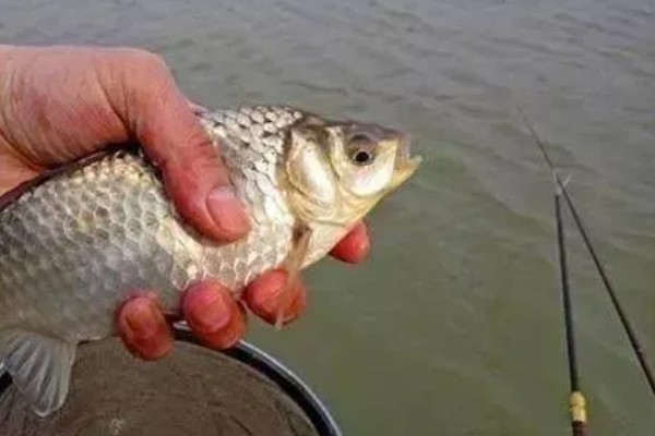 钓鲫鱼用几米鱼竿合适,建议用3.6至4.5米的鱼竿