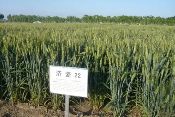 济麦22号品种介绍，高度72cm左右