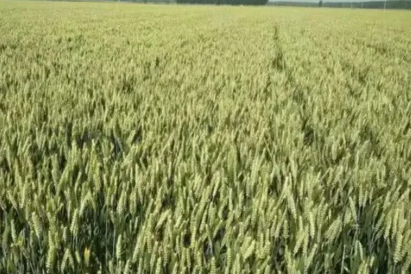 济麦22号品种介绍，高度72cm左右