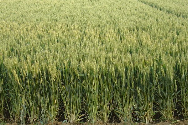 济麦22号品种介绍，高度72cm左右