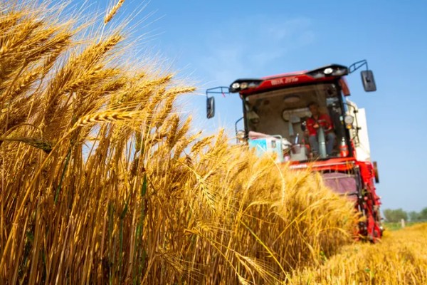 济麦22号品种介绍，高度72cm左右