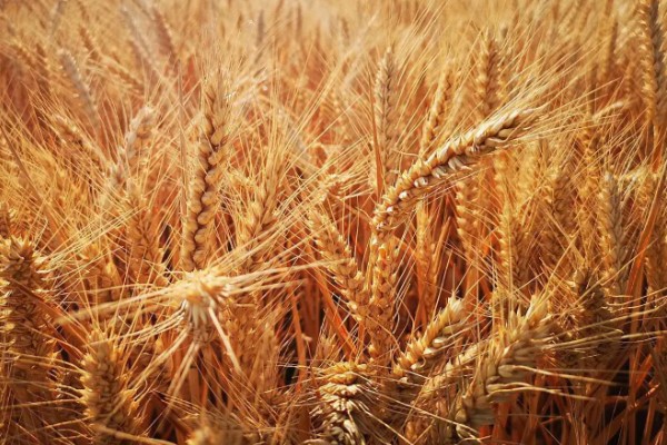 济麦22号品种介绍，高度72cm左右