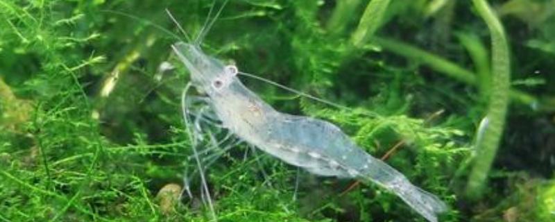 秀丽白虾的除藻效果，除藻效率高对多种藻类有效果