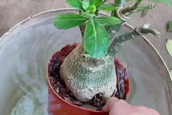 沙漠玫瑰黄叶的原因，可能是施肥不足或温度不当所致