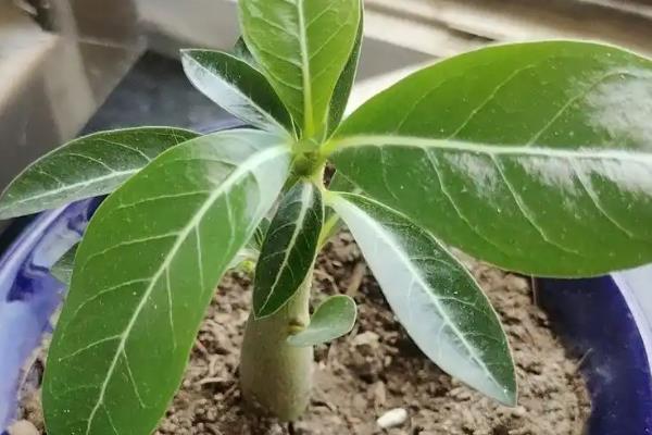 沙漠玫瑰黄叶的原因，可能是施肥不足或温度不当所致