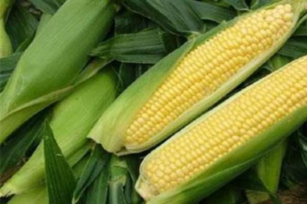 华玉31玉米品种的特性,5月下旬-6月初播种