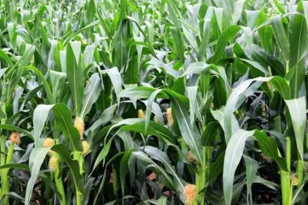 华玉31玉米品种的特性,5月下旬-6月初播种