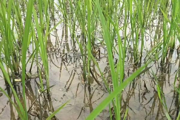 隆泰优4199水稻品种的特性,秧田亩播种量10.0千克