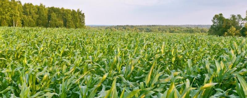 华玉31玉米品种的特性，5月下旬-6月初播种