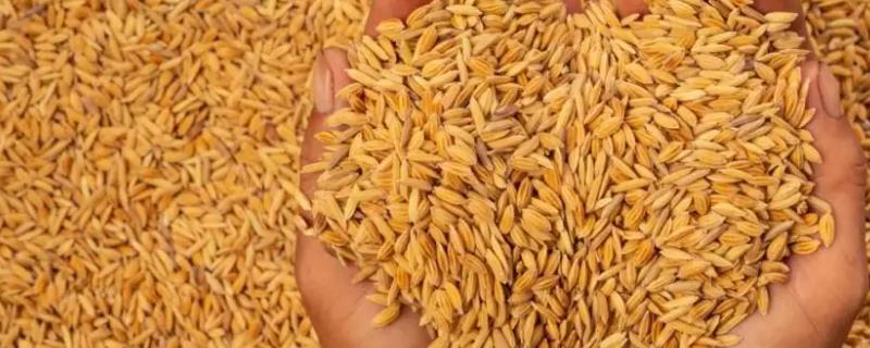隆泰优4199水稻品种的特性，秧田亩播种量10.0千克