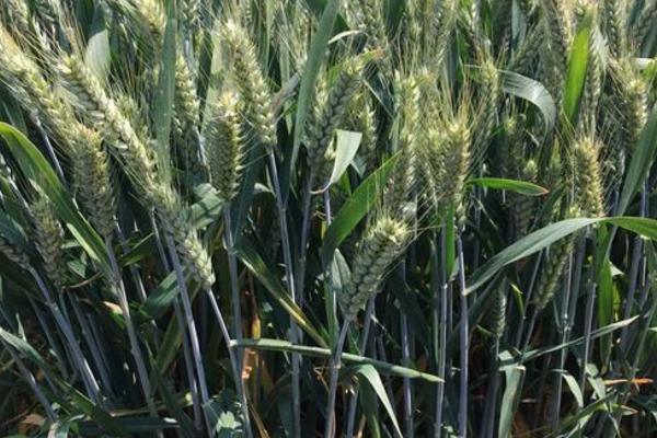 西农976小麦种子特征特性，注意防治病虫害