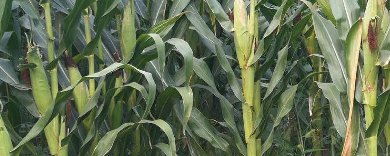 婴泊199玉米种子特点，中抗小斑病
