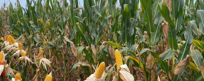 吉单495玉米种子简介，出苗至成熟123天