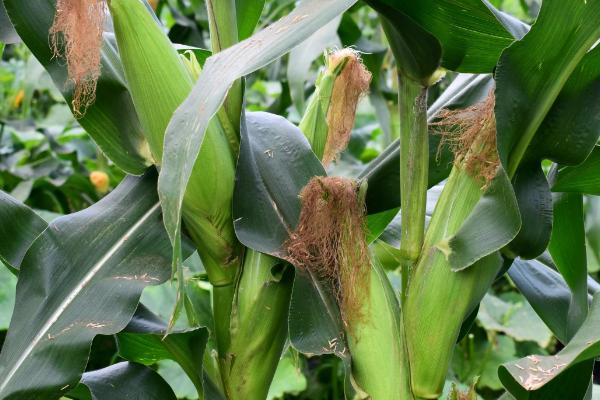 婴泊199玉米种子特点，中抗小斑病