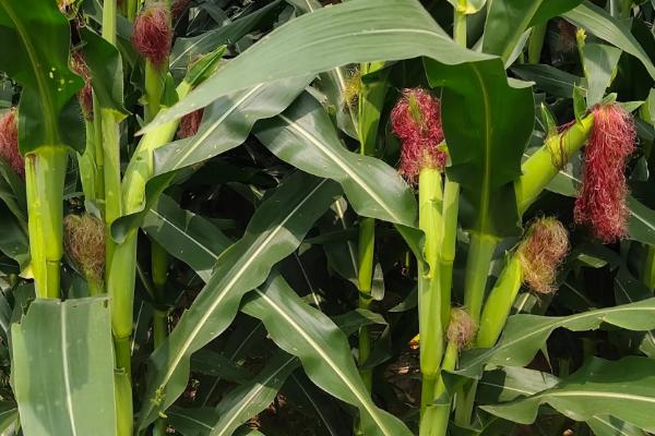 秋丰1519玉米种子介绍，中等肥力以上地块栽培