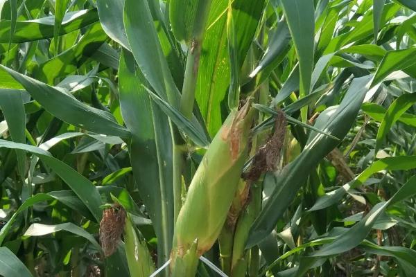 冀玉903玉米品种简介，生育期103天左右