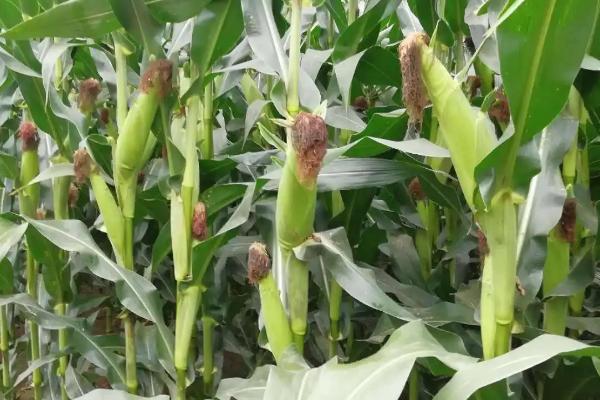 吉单641玉米品种的特性，4月下旬至5月上旬播种