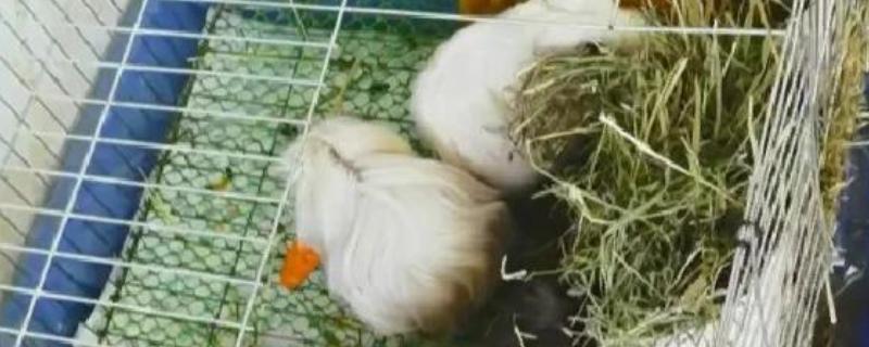 荷兰猪什么时候才能繁殖，3月龄过后即可交配