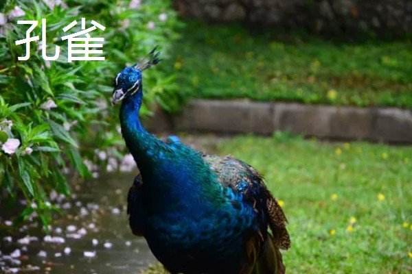 孔雀与凤凰的区别,孔雀是现实中的鸟类而凤凰是传说