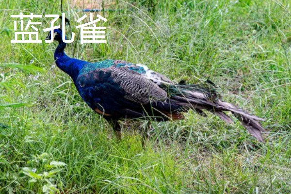 孔雀与凤凰的区别,孔雀是现实中的鸟类而凤凰是传说
