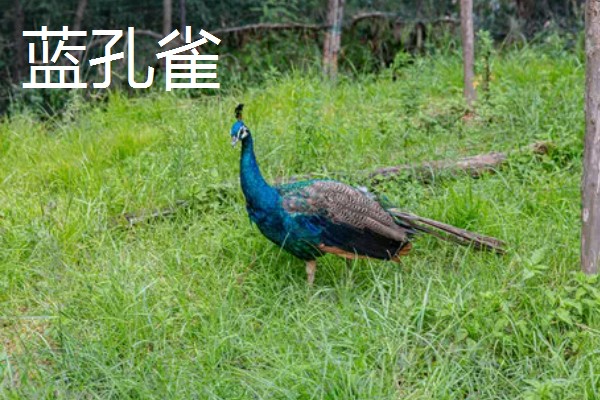 孔雀与凤凰的区别,孔雀是现实中的鸟类而凤凰是传说