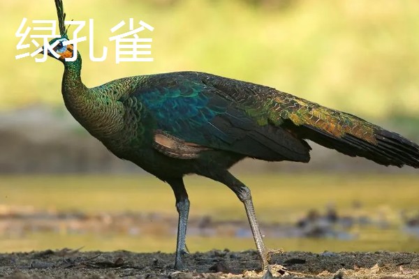 孔雀与凤凰的区别,孔雀是现实中的鸟类而凤凰是传说