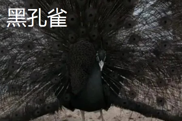孔雀与凤凰的区别,孔雀是现实中的鸟类而凤凰是传说