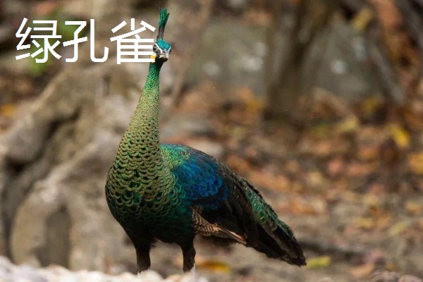 孔雀与凤凰的区别,孔雀是现实中的鸟类而凤凰是传说