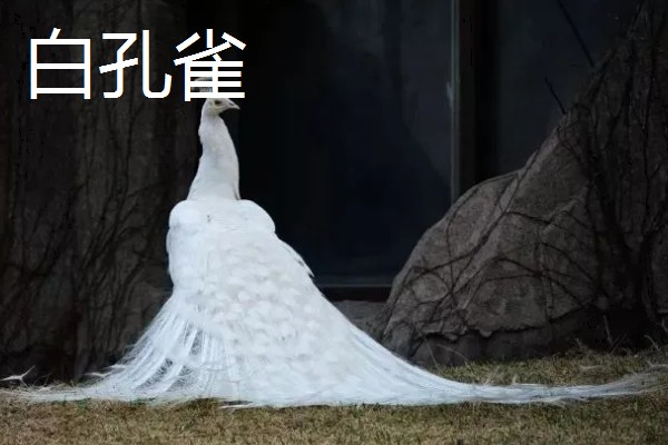 孔雀与凤凰的区别,孔雀是现实中的鸟类而凤凰是传说