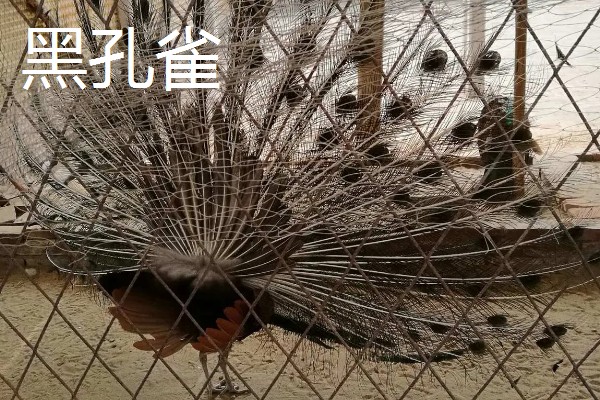 孔雀与凤凰的区别,孔雀是现实中的鸟类而凤凰是传说