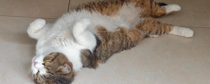 猫咪异位性皮炎的治疗方法，减少或防止接触过敏原最有效