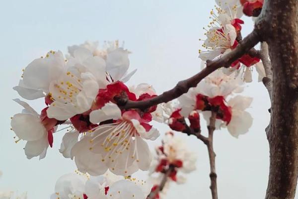 杏树的特点,树高通常在5-8m左右